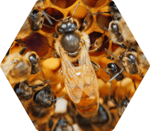 Italian Queen Bee