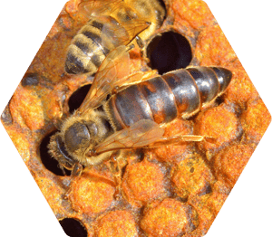 Carniolan Queen Bee