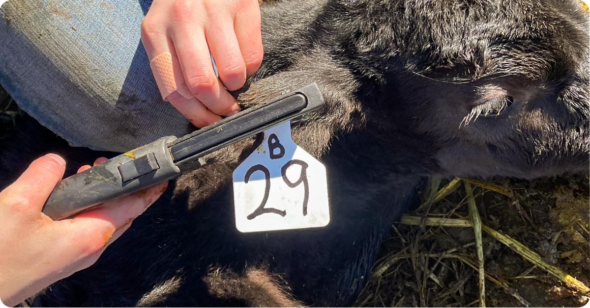 calving-season-essentials-img5b