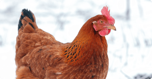 chickens-more-protein-winter-article-img2c