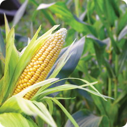 A fully grown corn cob with the husks pulled back.