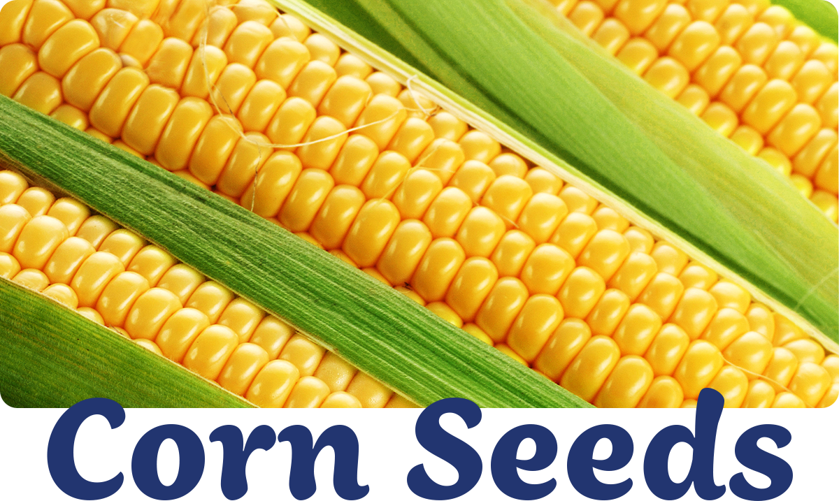 Corn Seed | IFA Country Stores