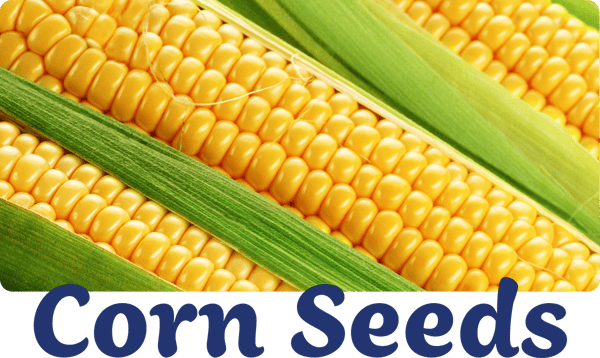 Cobbs of bright yellow corn stacked alongside one another.