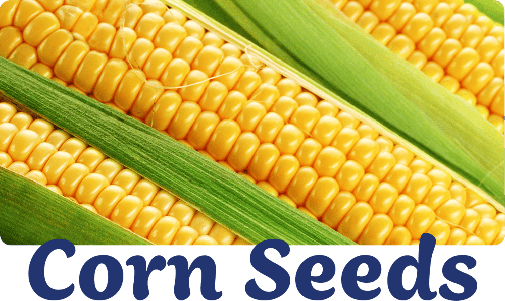 corn-varieties-img1