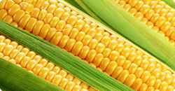 Bright yellow corn kernels peak behind vibrant green corn husks. Bright yellow corn kernels peak behind vibrant green corn husks.