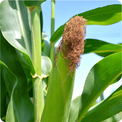 corn-varieties-img4