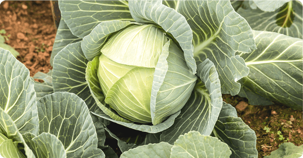 A cole crop, planted in the early spring, is ready to harvest. A cole crop, planted in the early spring, is ready to harvest.