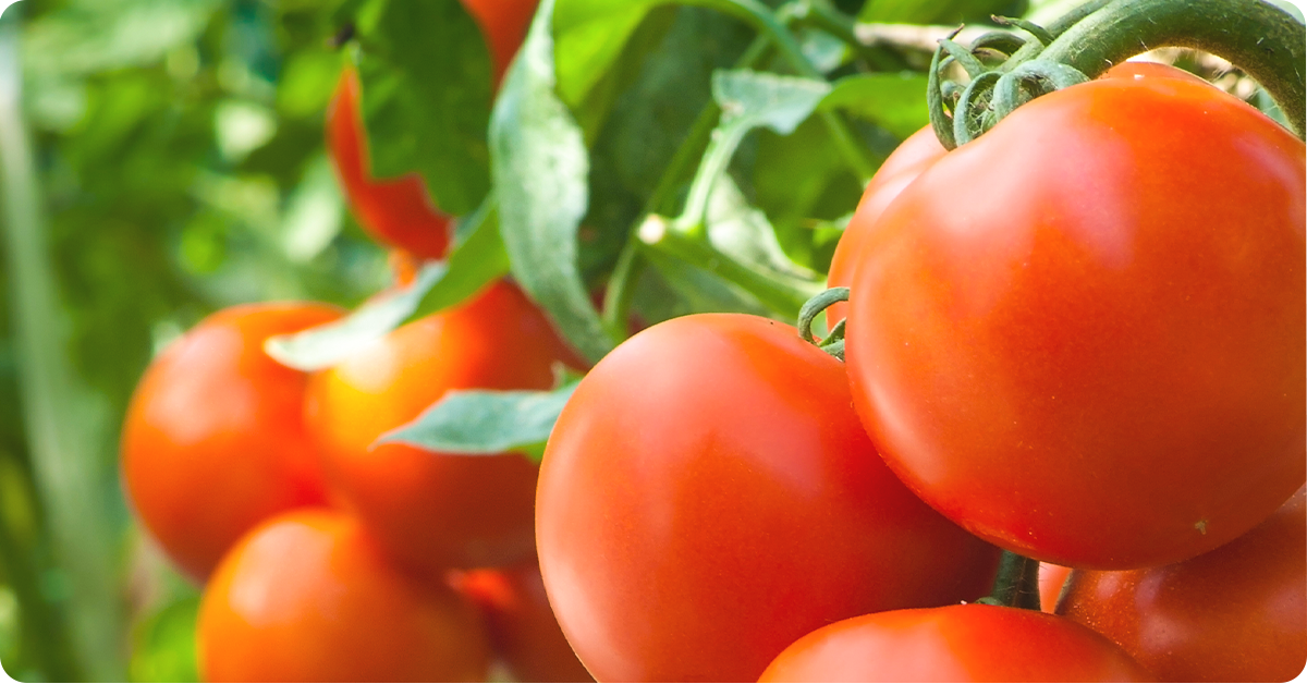 growing-tomatoes-v2c