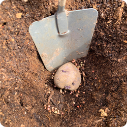 A hand spade measures the hole for planting a potato seed A hand spade measures the hole for planting a potato seed