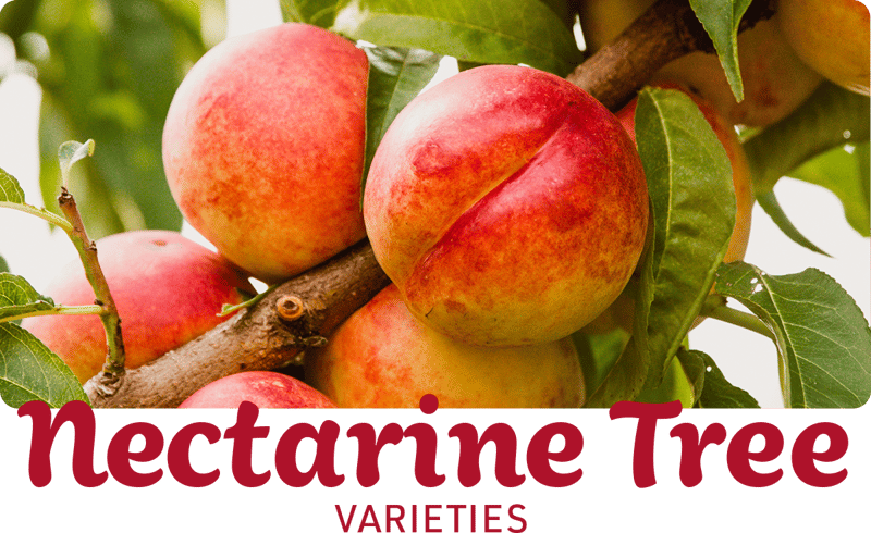 nectarine-varieties-img1