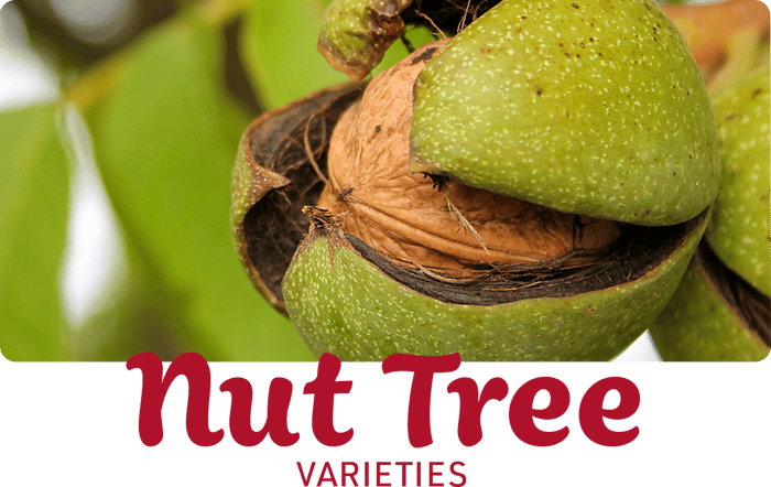 nut-tree-varieties
