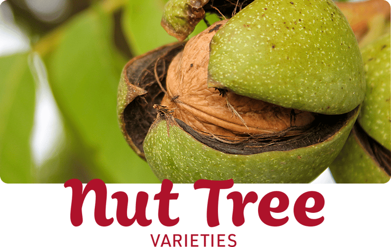 nut-tree-varieties