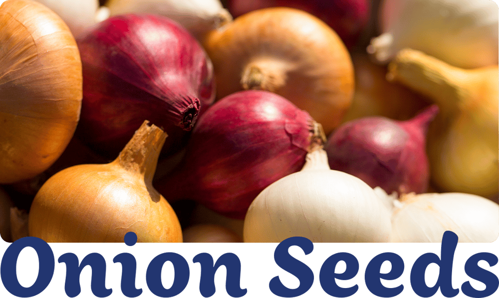 onion-varieties-img1