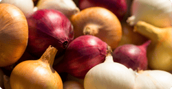 A pile of red, yellow, and white onions harvested from a backyard garden. A pile of red, yellow, and white onions harvested from a backyard garden.