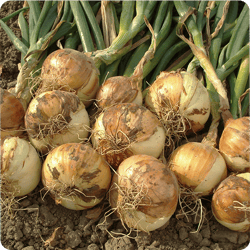 Large onion bulbs freshly harvested from a garden. Large onion bulbs freshly harvested from a garden.