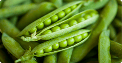 A pile of green garden fresh pea pods. A pile of green garden fresh pea pods.
