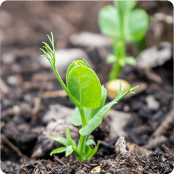 A green pea sprouts out of brown soil. 