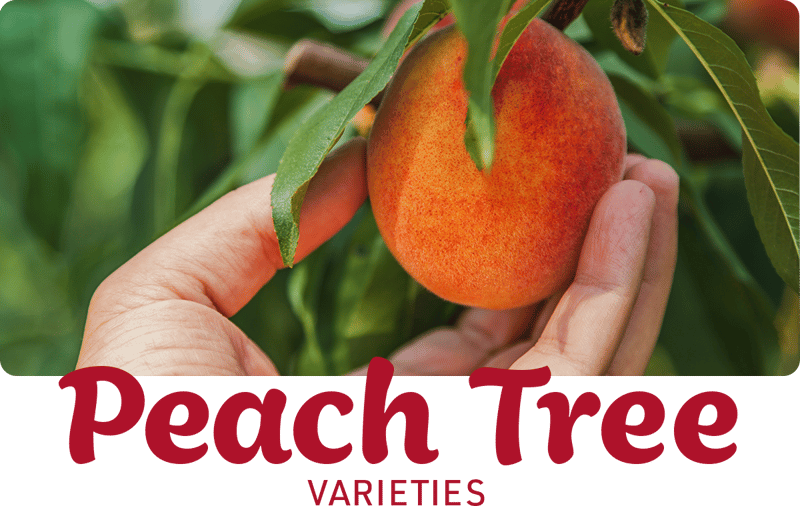 Peach Tree Varieties