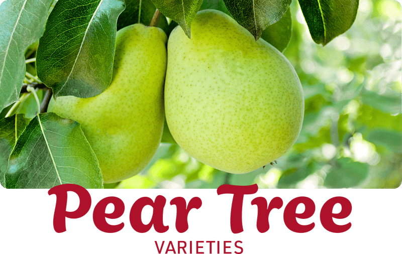 Pear-Tree-Varieties