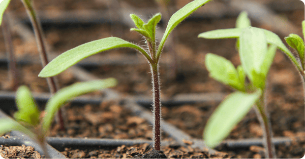 A grid of potted green sproutlings.