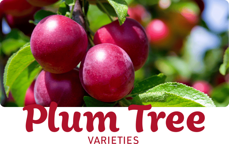 plum-varieties-img1