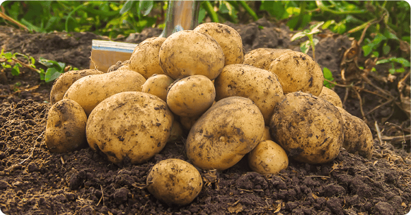 A pile of golden potatoes freshly harvested from a garden. A pile of golden potatoes freshly harvested from a garden.