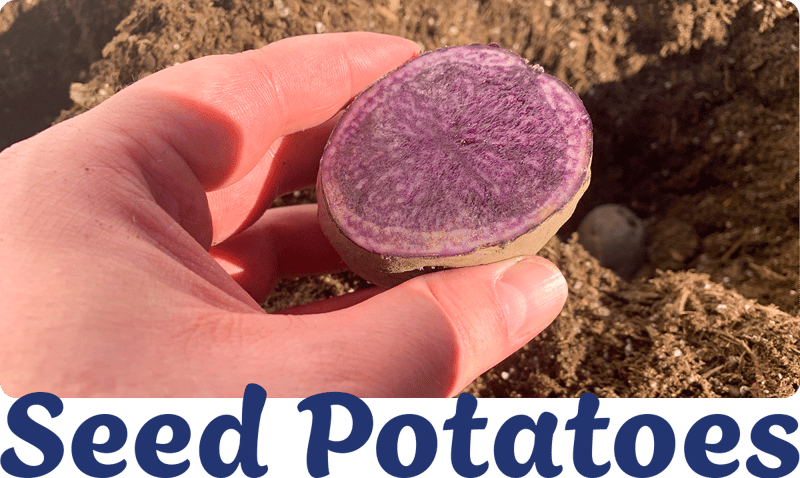 Seed Potato Varieties