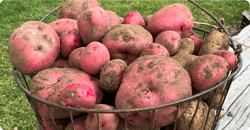 A wire basket of freshly harvested red and brown potatoes.