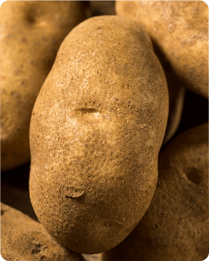 Russet Burkbank Potatoes