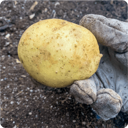 A hand harvests a freshly grown Yukon Gold potato. A hand harvests a freshly grown Yukon Gold potato.