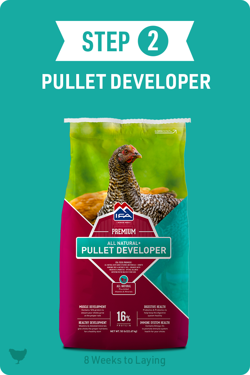 Step 2 Pullet Developer