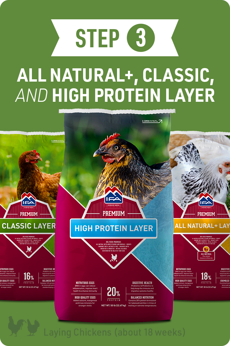 Layer Poultry Feed