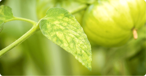 A yellowing tomato leaf next to a bright green tomato. A yellowing tomato leaf next to a bright green tomato.