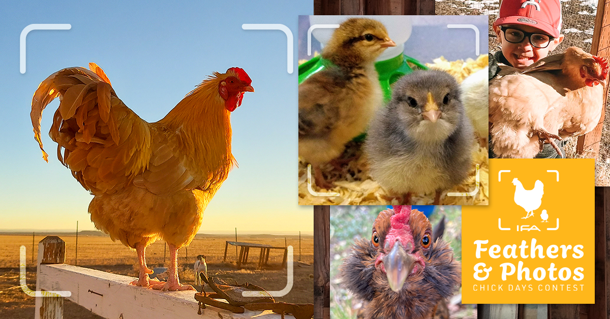 10 of the Best Chicken Breeds for Eggs — K&H Pet Products