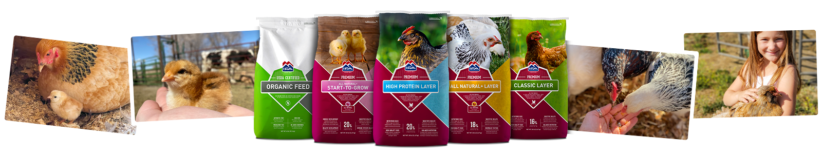 Feathers-Photos-Contest26-web-img4