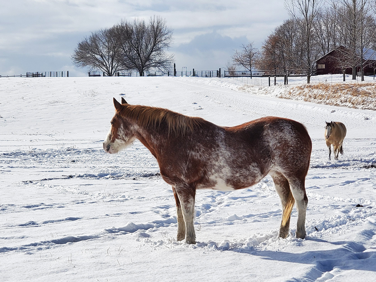 IFA Farm Life Photo Contest IFA Country Stores