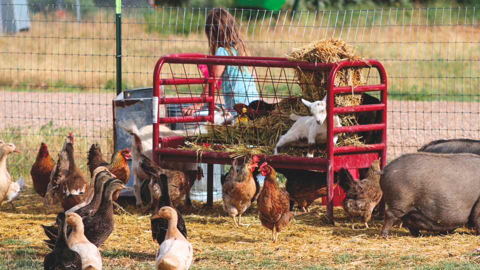 A pasture filled with chickens, ducks, goats, and pigs.