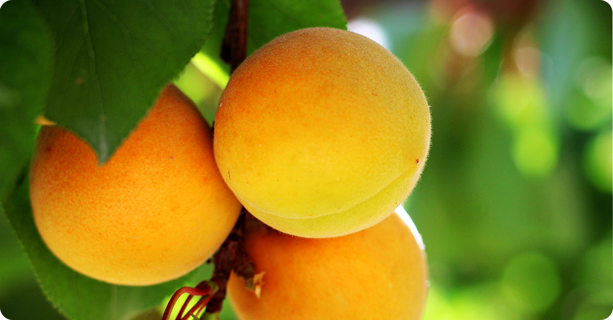 apricot-varieties-img2-1