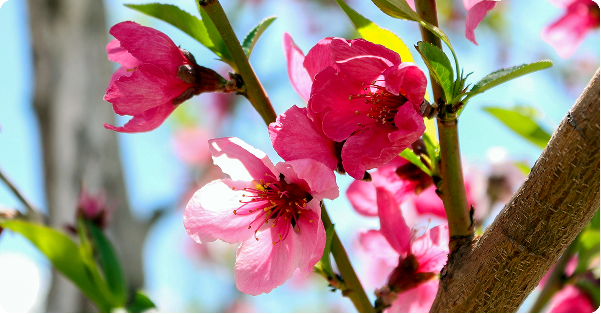 backyard-fruit-trees-101