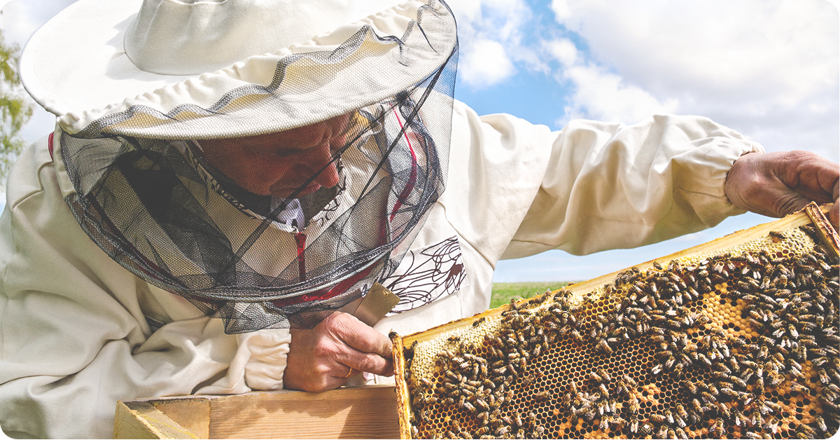 Become a Beekeeper