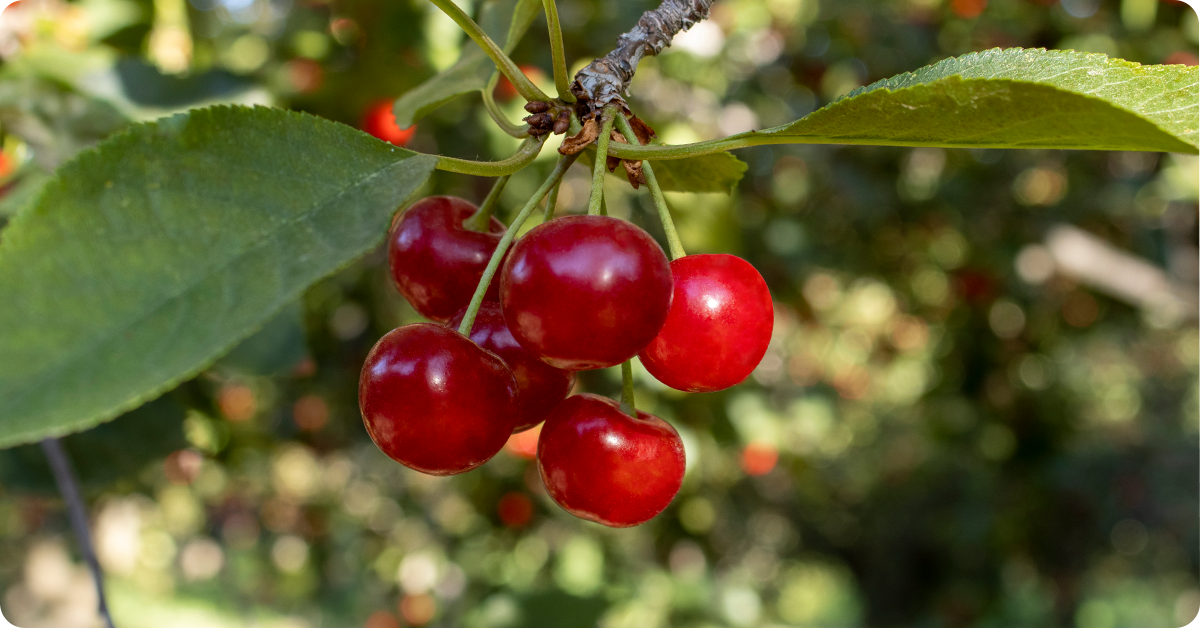 cherry-varieties-img2a-1