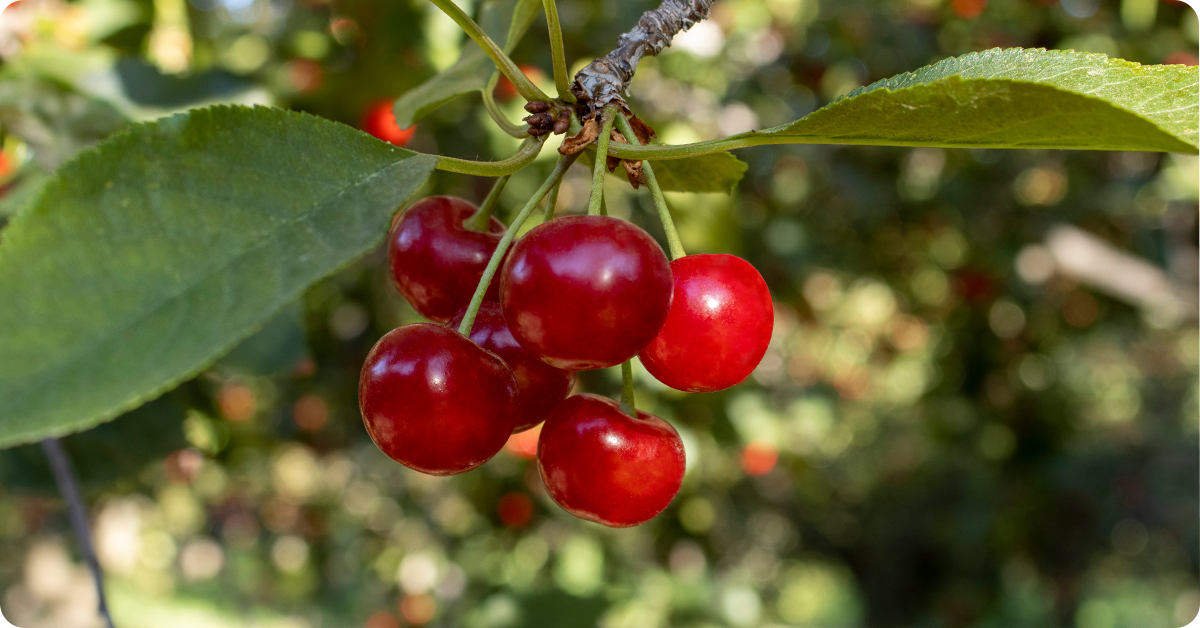 cherry-tree-varieties