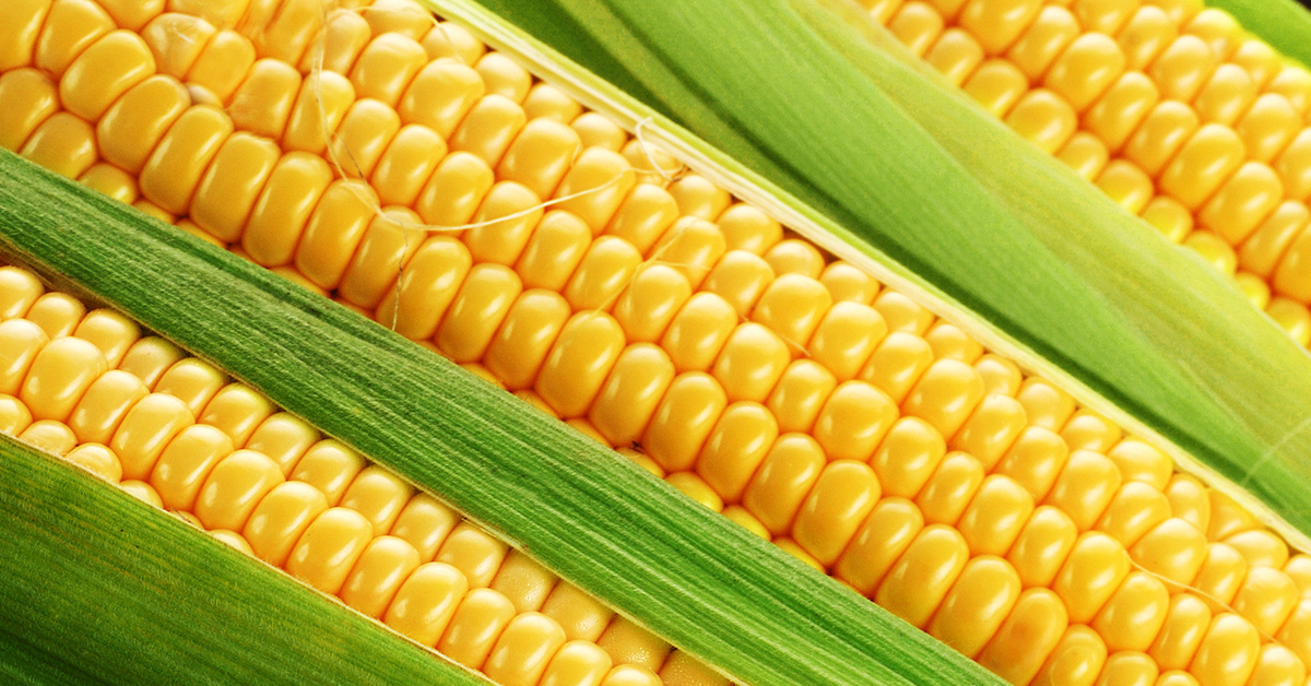 Corn Seed IFA Country Stores