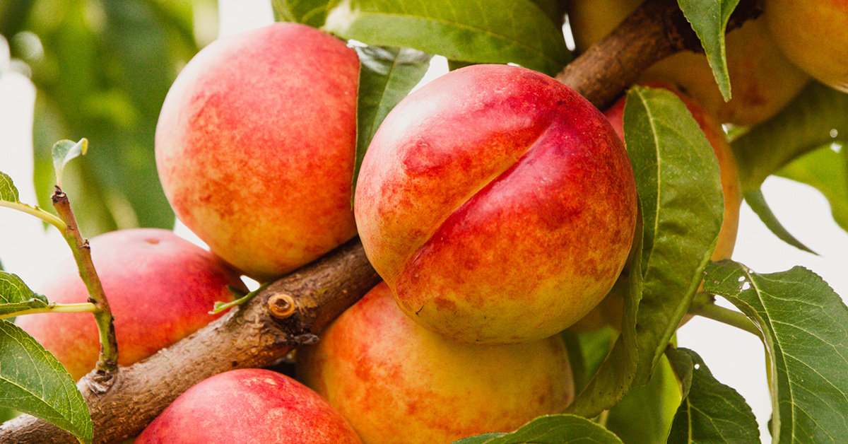 洋楽 Pollen. Peach tree. Harvester Peach Trees for Sale | FastGrowingTrees.com