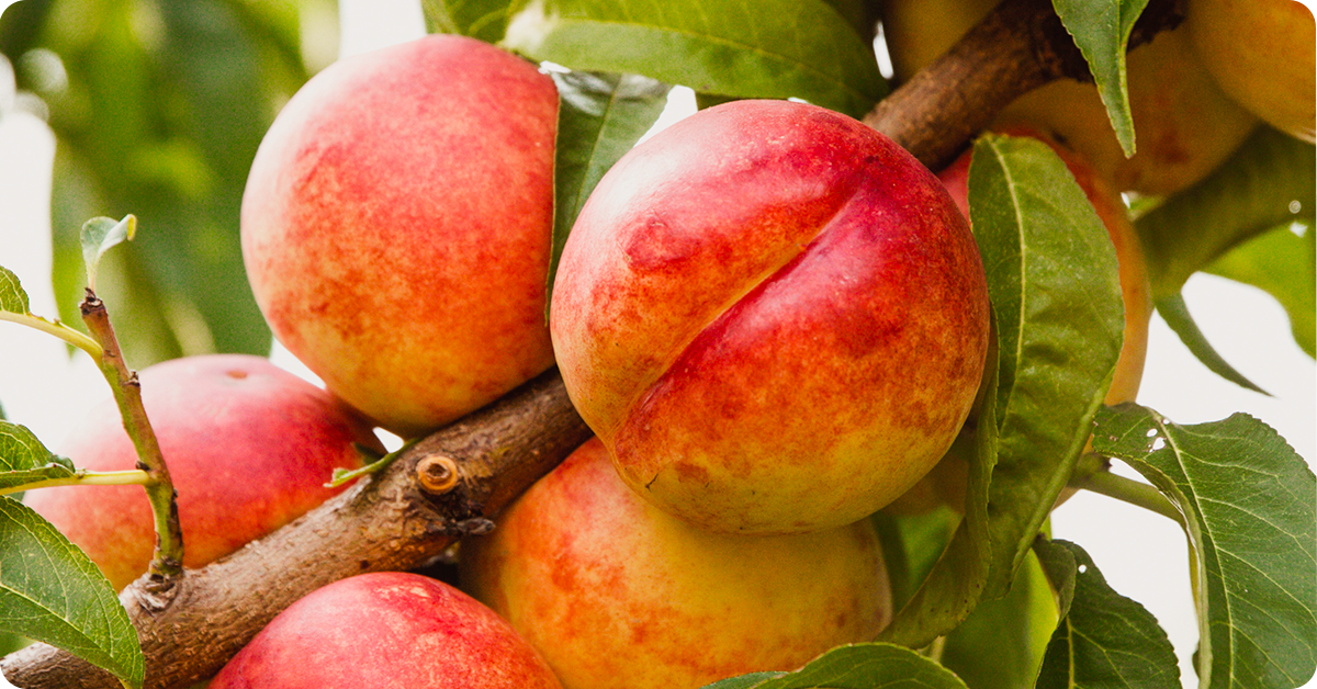 nectarine-tree-varieties