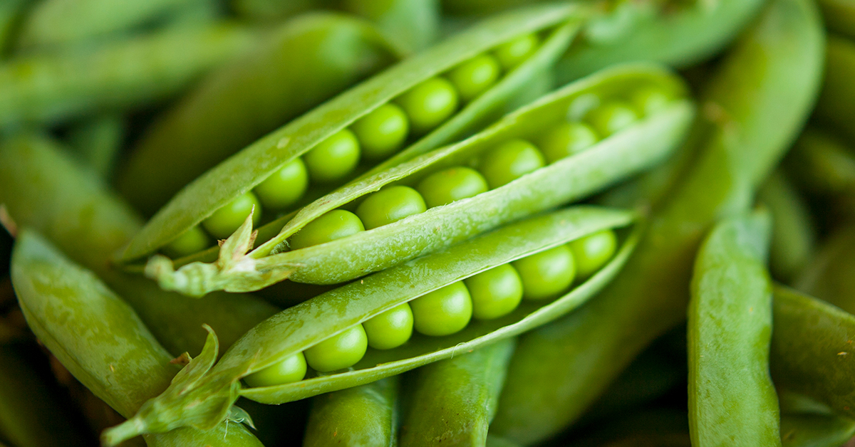 Pea Seeds IFA Country Stores Pea Seeds IFA Country Stores