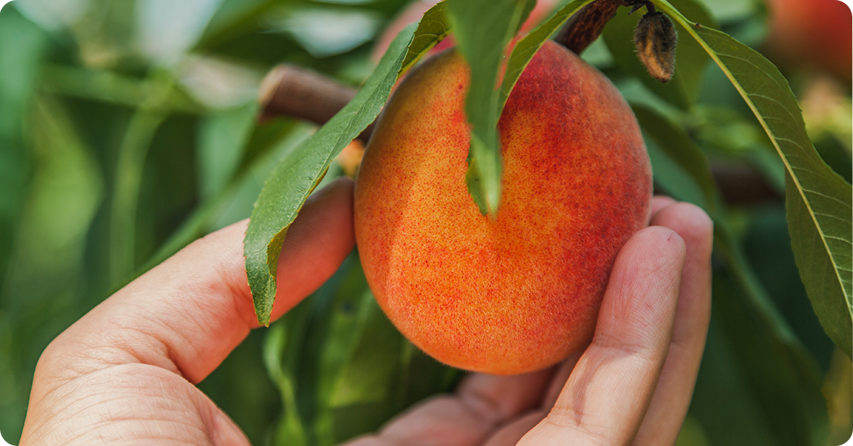 peach-tree-varieties