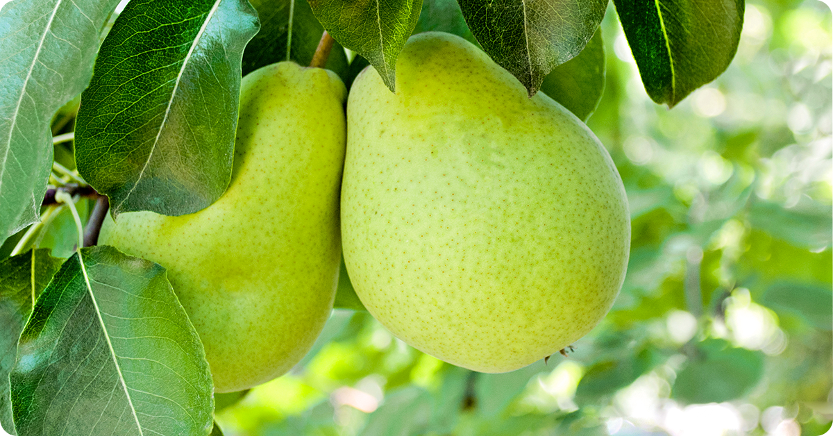 pear-tree-varieties