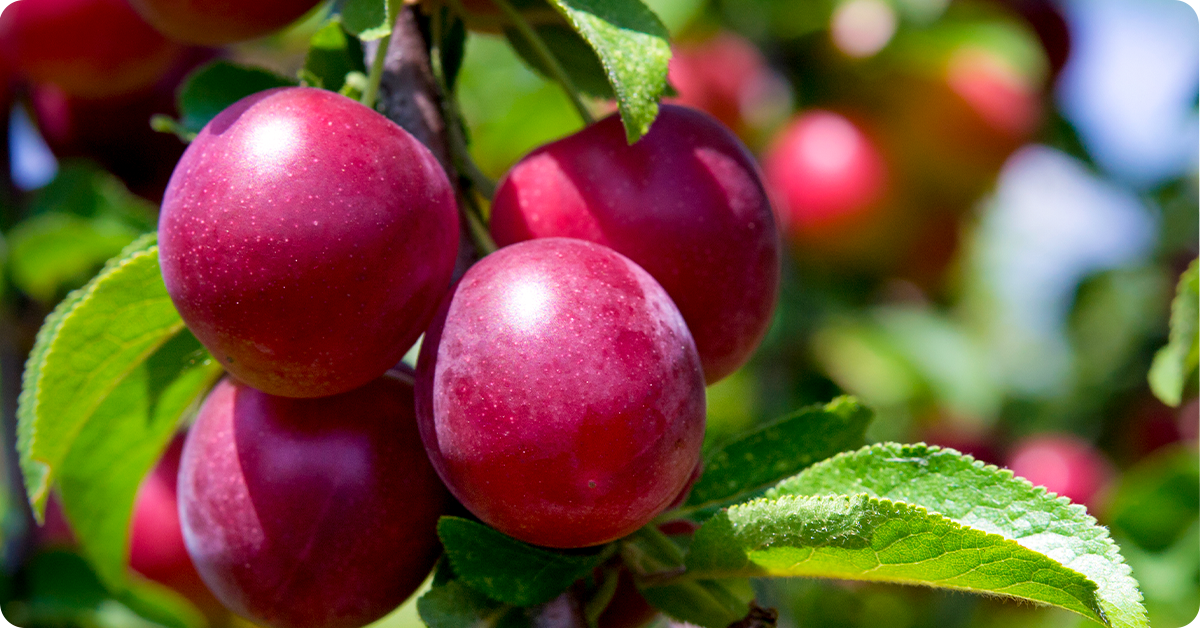 plum-tree-varieties