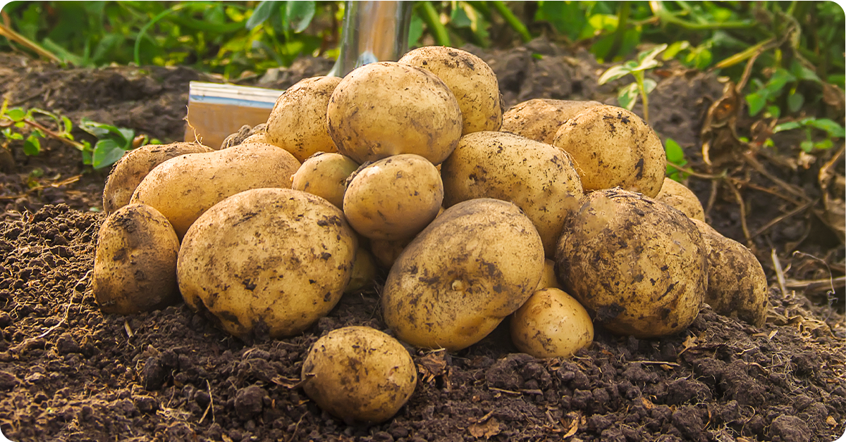 potato-growing-guide-img1b